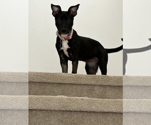 Ravenclaw - Female Labrador Retriever Dog for Adoption - Photo #2