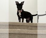 Small #1 Labrador Retriever