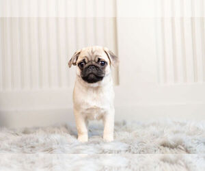 Pug Puppy for Sale in WARSAW, Indiana USA