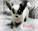Small Photo #2 Chihuahua Puppy For Sale in CONROE, TX, USA