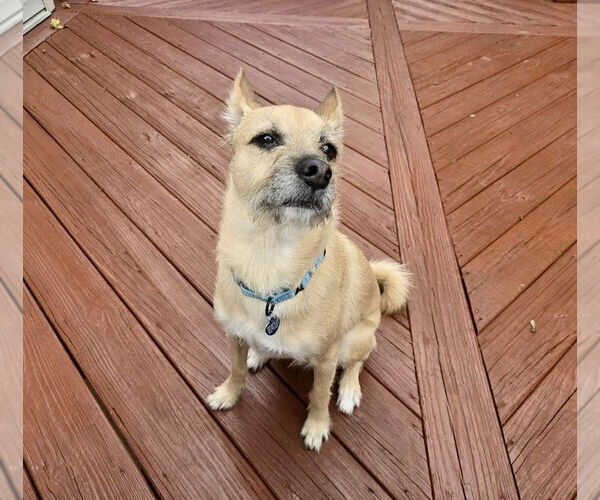 Medium Photo #4 Mutt Puppy For Sale in Springdale, PA, USA