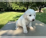 Small #5 Great Pyrenees
