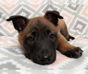 Belgian Malinois Puppy for sale in CORNING, CA, USA