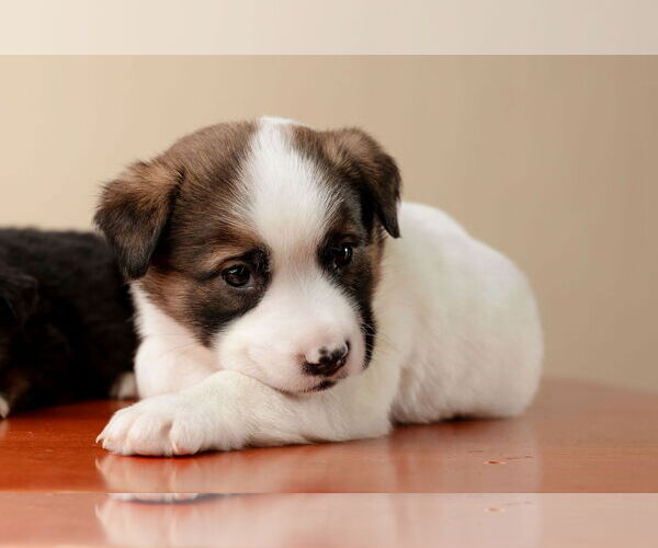 Medium Photo #3 Labrador Retriever-Unknown Mix Puppy For Sale in Garner, NC, USA