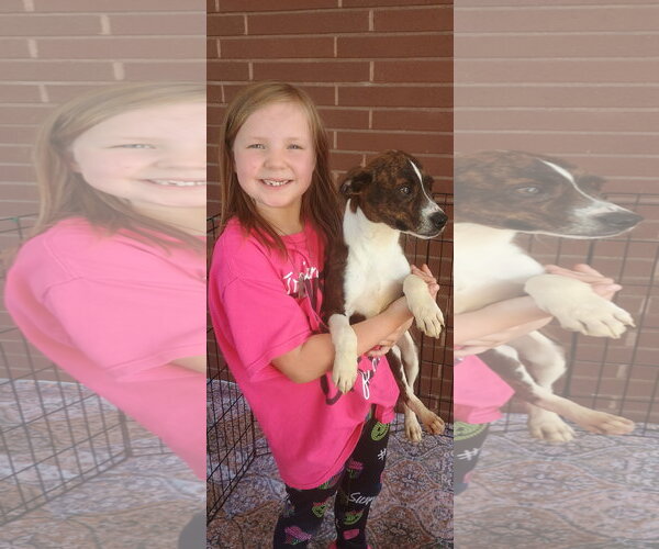 Medium Photo #3 Mutt Puppy For Sale in The Woodlands, TX, USA