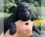 Small Photo #2 Goldendoodle Puppy For Sale in FERGUSON, NC, USA