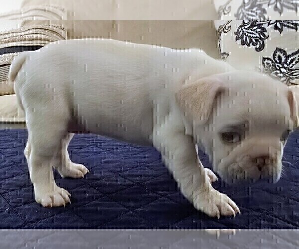 Medium Photo #5 French Bulldog Puppy For Sale in CHINO HILLS, CA, USA
