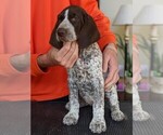 Small Photo #12 German Shorthaired Pointer Puppy For Sale in WARSAW, NY, USA