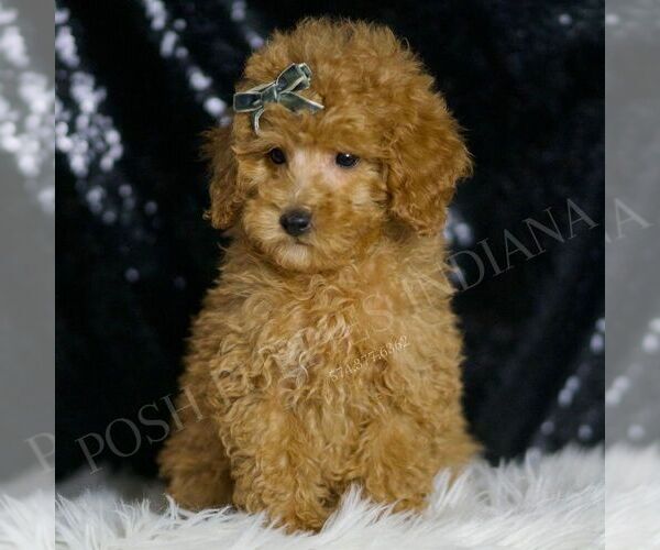 Medium Photo #56 Poodle (Toy) Puppy For Sale in WARSAW, IN, USA