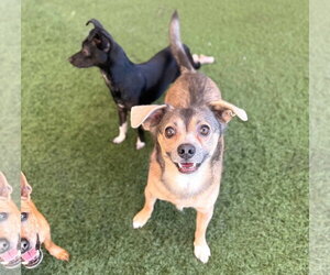 Buster - Male Chihuahua-Unknown Mix Dog for Adoption - Photo #4