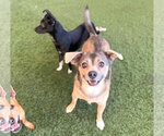 Small Photo #4 Chihuahua-Unknown Mix Puppy For Sale in Phoenix, AZ, USA