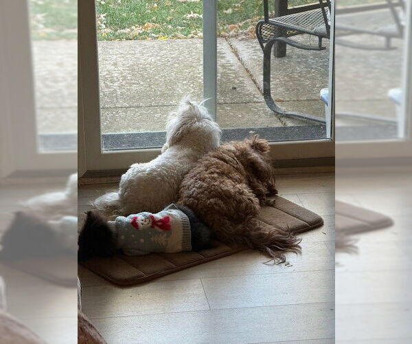 Medium Photo #5 Pomeranian Puppy For Sale in Wheaton, IL, USA