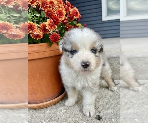 Medium Photo #2 Australian Shepherd Puppy For Sale in LODA, IL, USA