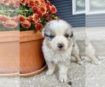Small #1 Australian Shepherd