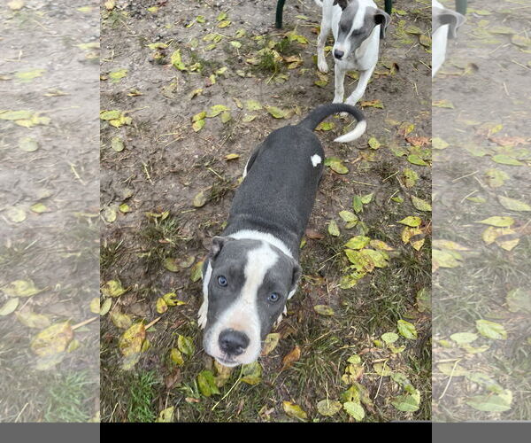 Medium Photo #1 American Staffordshire Terrier-Unknown Mix Puppy For Sale in Tracy City, TN, USA