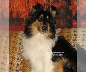 Collie Puppy for sale in ALTURAS, CA, USA