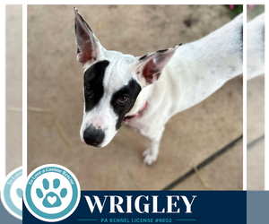 Wrigley (Bubble Gum Gang) 102426 - Male Mutt Dog for Adoption - Photo #2