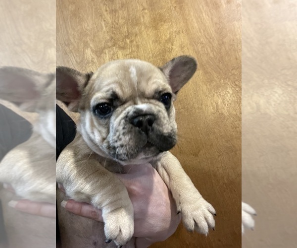 Medium Photo #12 French Bulldog Puppy For Sale in HOPE MILLS, NC, USA