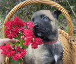 Small #15 Belgian Malinois