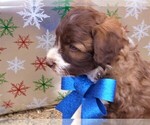 Small Photo #30 Bordoodle Puppy For Sale in OLATHE, CO, USA