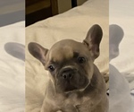 Small Photo #1 French Bulldog Puppy For Sale in STOCKBRIDGE, GA, USA