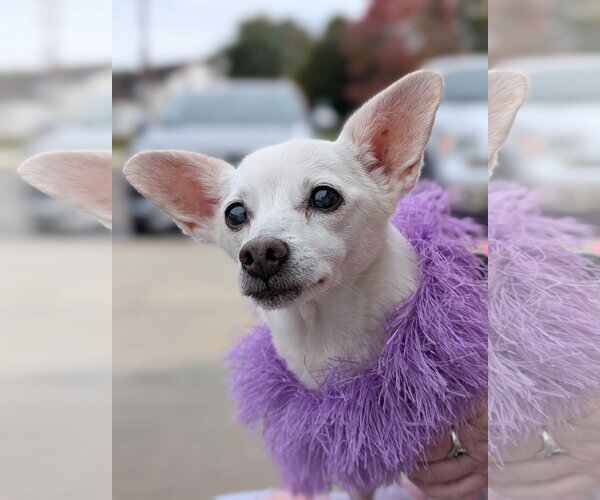 Medium Photo #1 Chihuahua Puppy For Sale in Rootstown, OH, USA