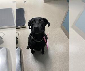Labrador Retriever Dogs for adoption in Newton, NC, USA
