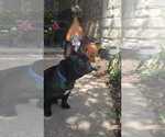Small #1 French Bulldog