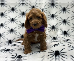 Cock-A-Poo Puppy for sale in LAKELAND, FL, USA