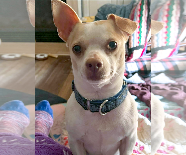 Medium Photo #3 Chihuahua-Unknown Mix Puppy For Sale in Arlington, VA, USA