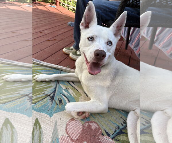 Medium Photo #1 Huskies -Unknown Mix Puppy For Sale in Monterey, VA, USA