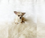 Small #2 Chihuahua