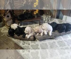 Goldendoodle Puppy for sale in SOUTH BEND, IN, USA