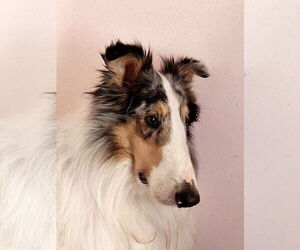Collie Dogs for adoption in Pueblo West, CO, USA