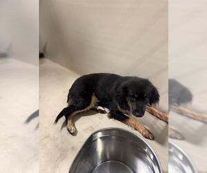 Cocker Spaniel Dogs for adoption in Bakersfield, CA, USA