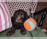 Small Photo #20 Australian Labradoodle Puppy For Sale in W FIELD, NC, USA