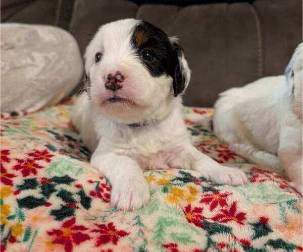 Medium Photo #15 Bernedoodle (Miniature) Puppy For Sale in LEETONIA, OH, USA