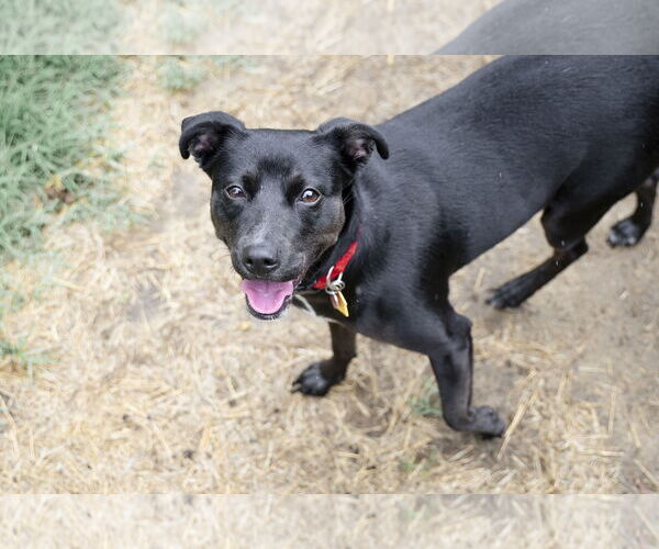 Medium Photo #7 Labrador Retriever-Unknown Mix Puppy For Sale in Garner, NC, USA