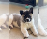 Small #6 Akita