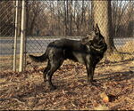 Small #9 German Shepherd Dog Mix