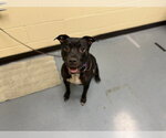 Small American Pit Bull Terrier