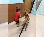 Small #7 Chow Chow-German Shepherd Dog Mix