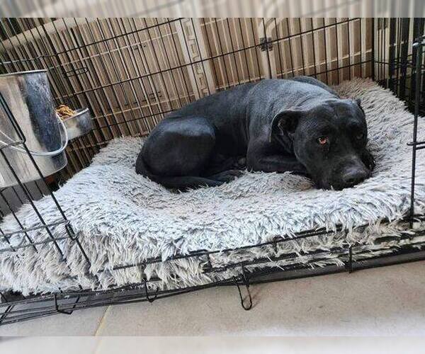 Medium Photo #6 Mutt Puppy For Sale in Chandler, AZ, USA