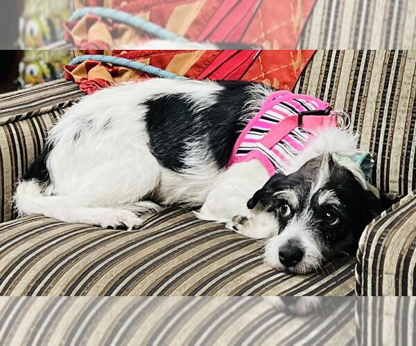 Medium Photo #2 Mutt Puppy For Sale in Mundelein, IL, USA