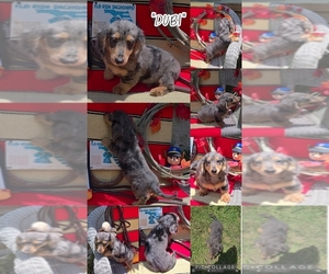 Dachshund Puppy for sale in SEBRING, FL, USA