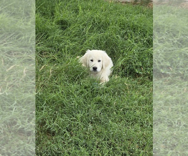 Medium Photo #1 English Cream Golden Retriever Puppy For Sale in BAGDAD, AZ, USA