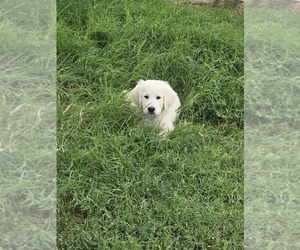English Cream Golden Retriever Puppy for sale in BAGDAD, AZ, USA
