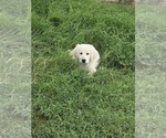 Small English Cream Golden Retriever