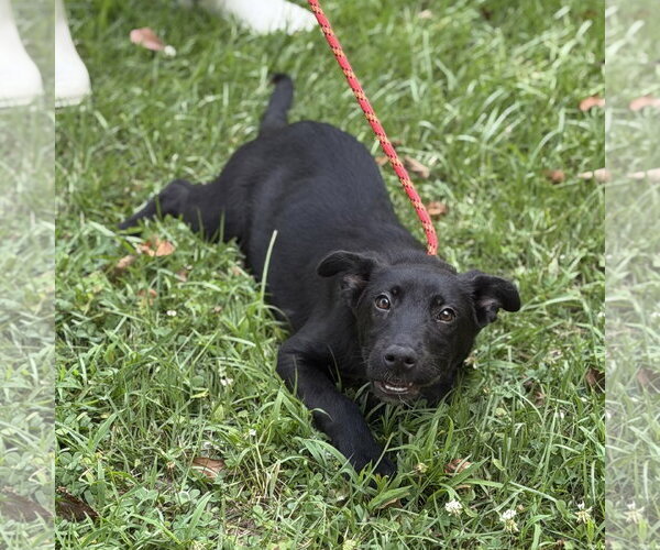 Medium Photo #2 Mutt Puppy For Sale in Yardley, PA, USA