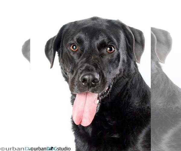 Medium Photo #3 Labrador Retriever-Unknown Mix Puppy For Sale in Tampa, FL, USA